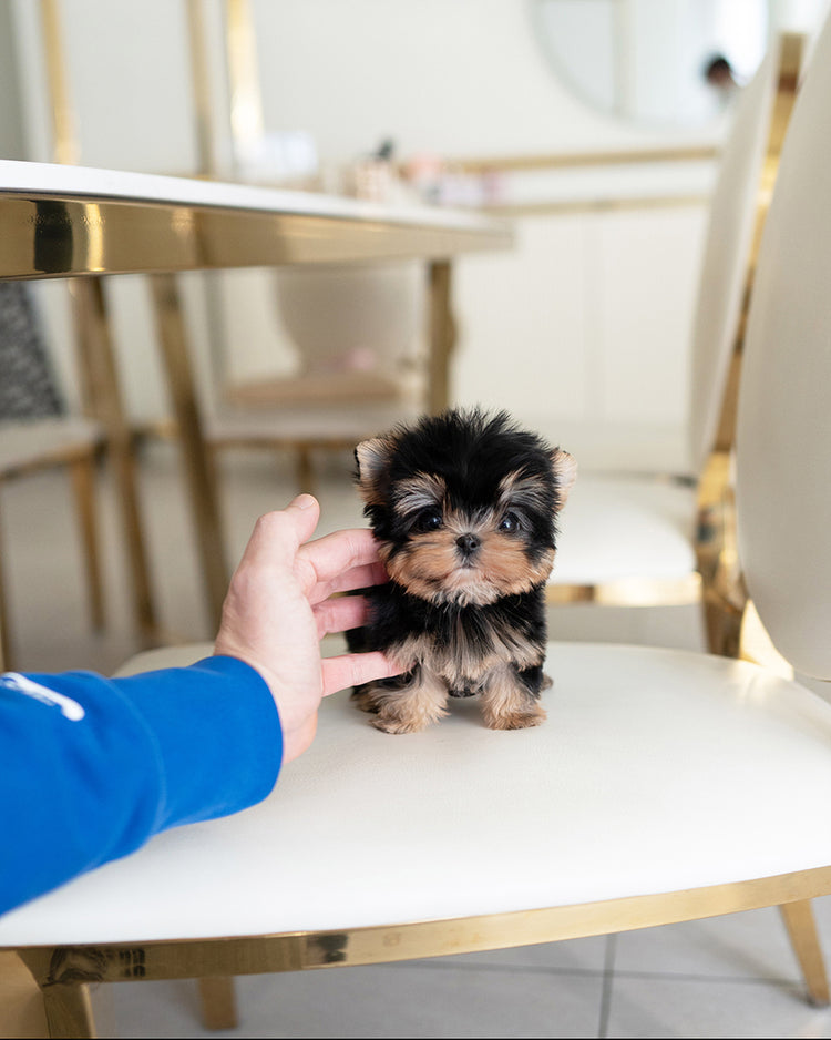 HENRY - MALE - ROLLY TEACUP PUPPIES - TEACUP PUPPY FOR SALE