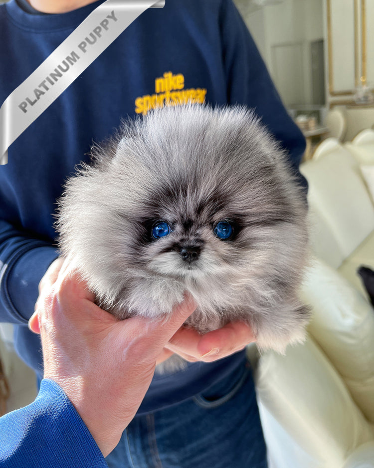 OSITA - FEMALE (PURCHASED by JUAN) - ROLLY TEACUP PUPPIES - TEACUP PUPPY FOR SALE