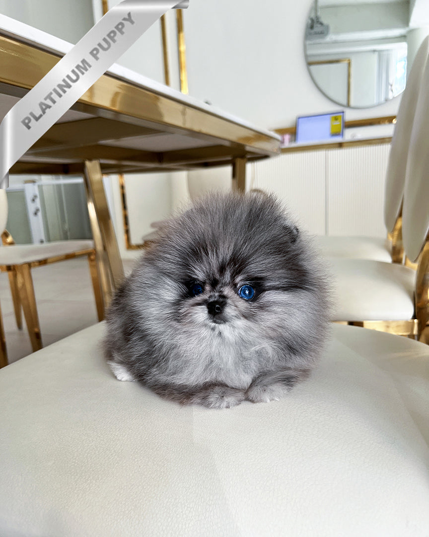 OSITA - FEMALE (PURCHASED by JUAN) - ROLLY TEACUP PUPPIES - TEACUP PUPPY FOR SALE