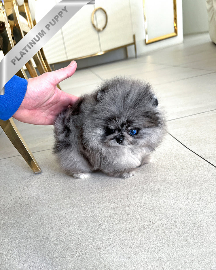 OSITA - FEMALE (PURCHASED by JUAN) - ROLLY TEACUP PUPPIES - TEACUP PUPPY FOR SALE