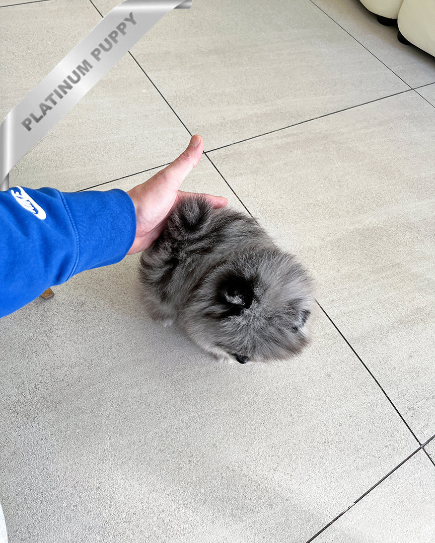 OSITA - FEMALE (PURCHASED by JUAN) - ROLLY TEACUP PUPPIES - TEACUP PUPPY FOR SALE