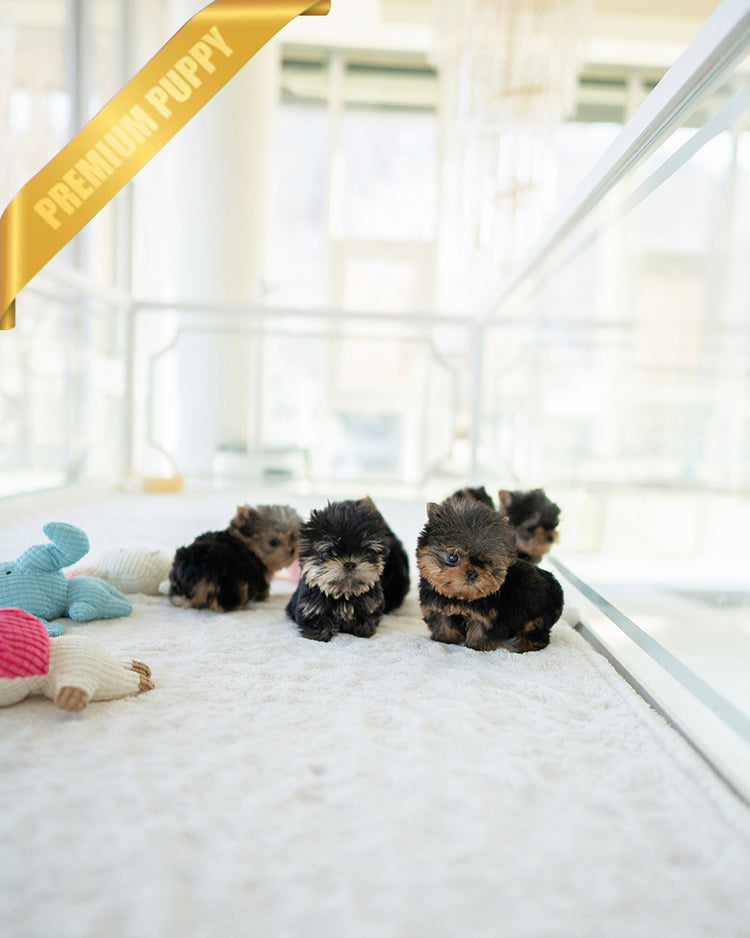 NEW YORKIES - ROLLY TEACUP PUPPIES - TEACUP PUPPY FOR SALE