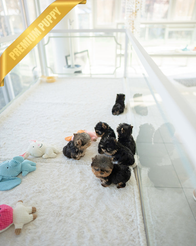 NEW YORKIES - ROLLY TEACUP PUPPIES - TEACUP PUPPY FOR SALE