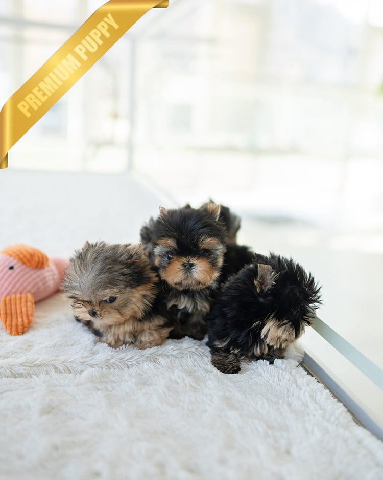 NEW YORKIES - ROLLY TEACUP PUPPIES - TEACUP PUPPY FOR SALE