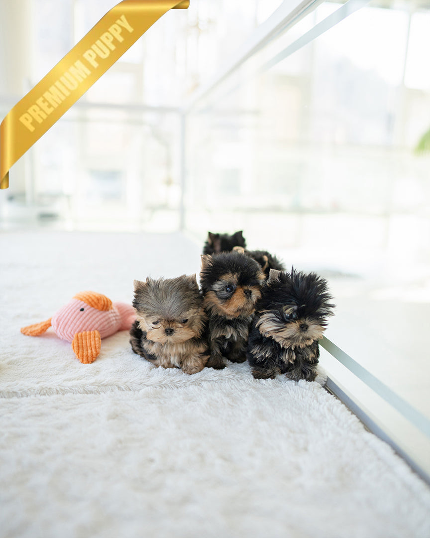 NEW YORKIES - ROLLY TEACUP PUPPIES - TEACUP PUPPY FOR SALE