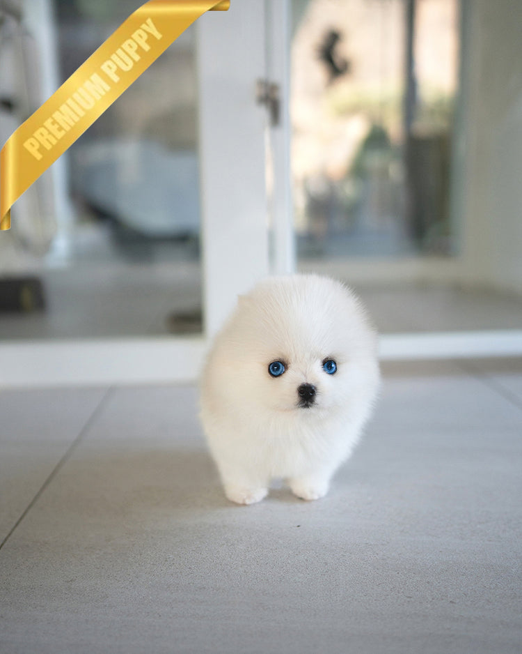 NANA - FEMALE - ROLLY TEACUP PUPPIES - TEACUP PUPPY FOR SALE