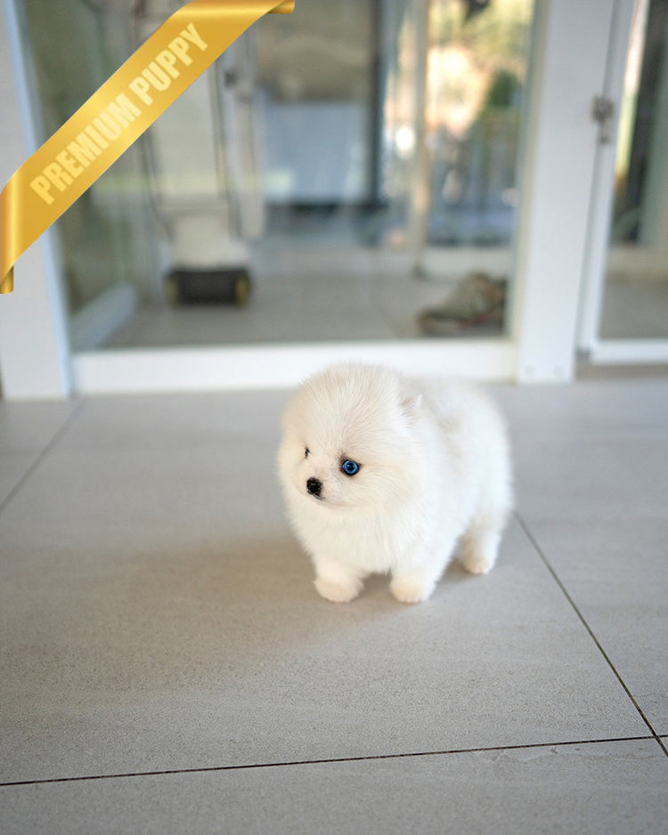 NANA - FEMALE - ROLLY TEACUP PUPPIES - TEACUP PUPPY FOR SALE