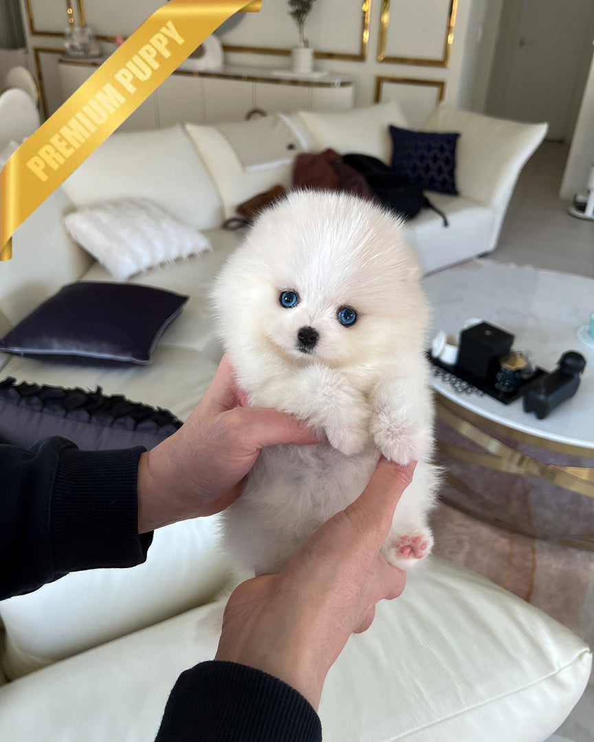 NANA - FEMALE - ROLLY TEACUP PUPPIES - TEACUP PUPPY FOR SALE