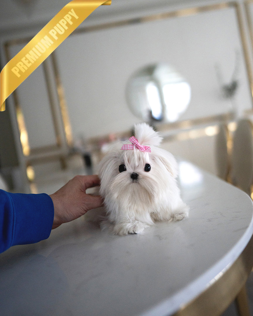 VALENTINA - FEMALE (RESERVED by ERIKA) - ROLLY TEACUP PUPPIES - TEACUP PUPPY FOR SALE