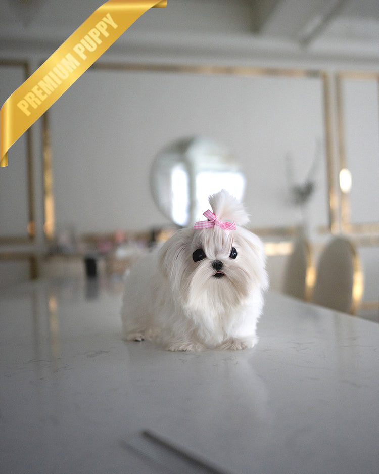 VALENTINA - FEMALE (RESERVED by ERIKA) - ROLLY TEACUP PUPPIES - TEACUP PUPPY FOR SALE