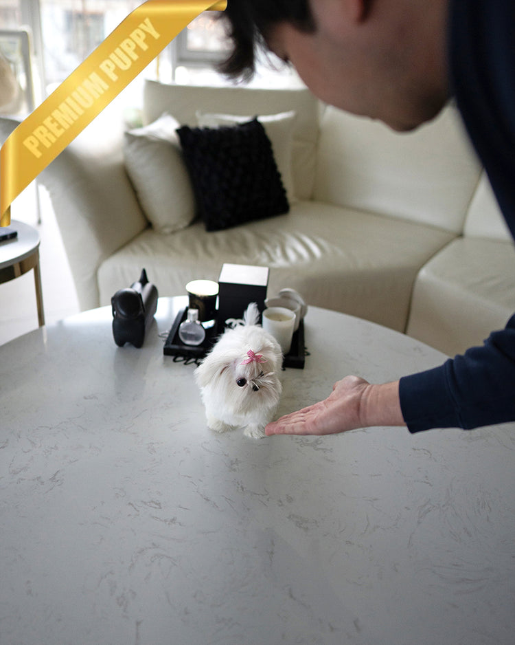 VALENTINA - FEMALE (RESERVED by ERIKA) - ROLLY TEACUP PUPPIES - TEACUP PUPPY FOR SALE