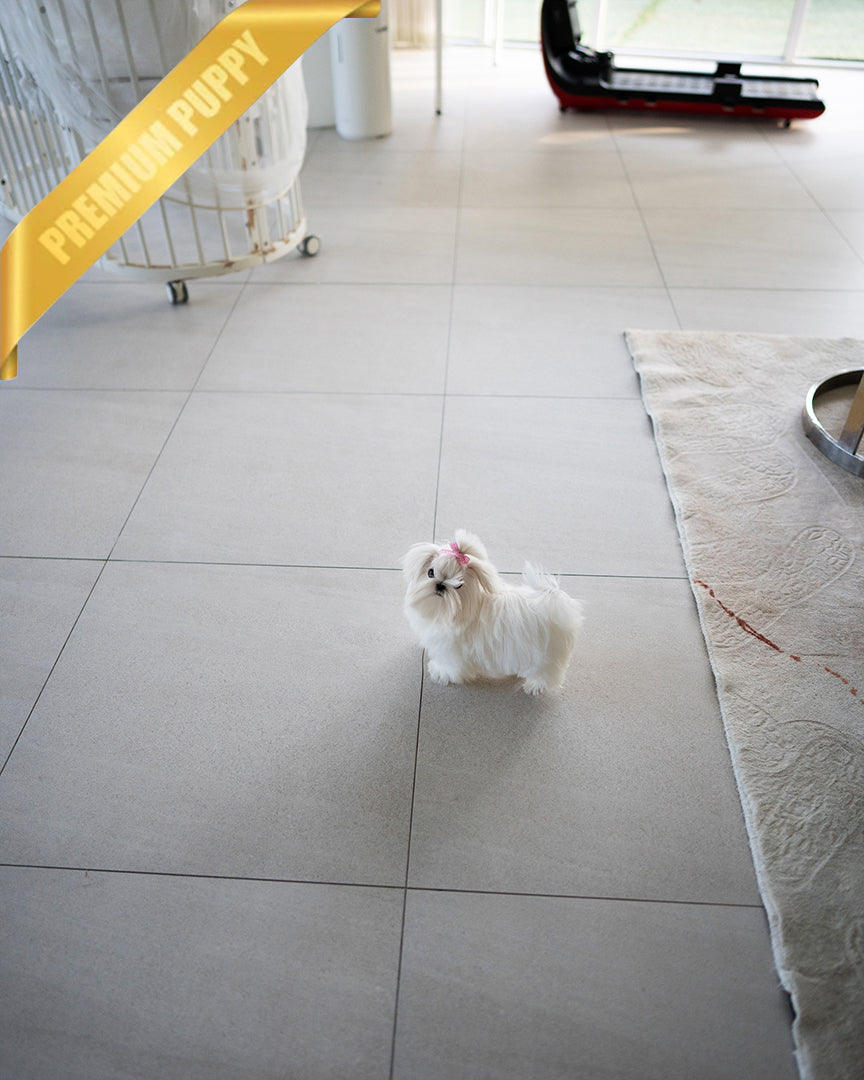 VALENTINA - FEMALE (RESERVED by ERIKA) - ROLLY TEACUP PUPPIES - TEACUP PUPPY FOR SALE