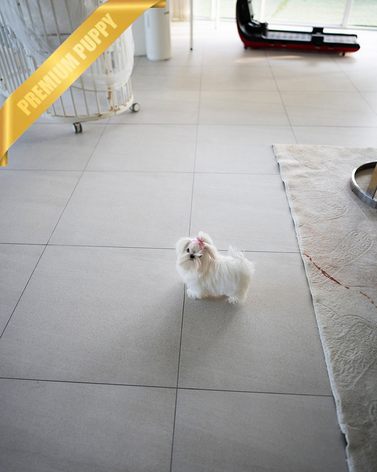 VALENTINA - FEMALE (RESERVED by ERIKA) - ROLLY TEACUP PUPPIES - TEACUP PUPPY FOR SALE