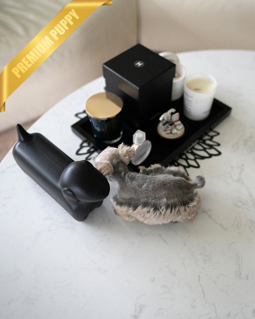 EDDIE - MALE - ROLLY TEACUP PUPPIES - 