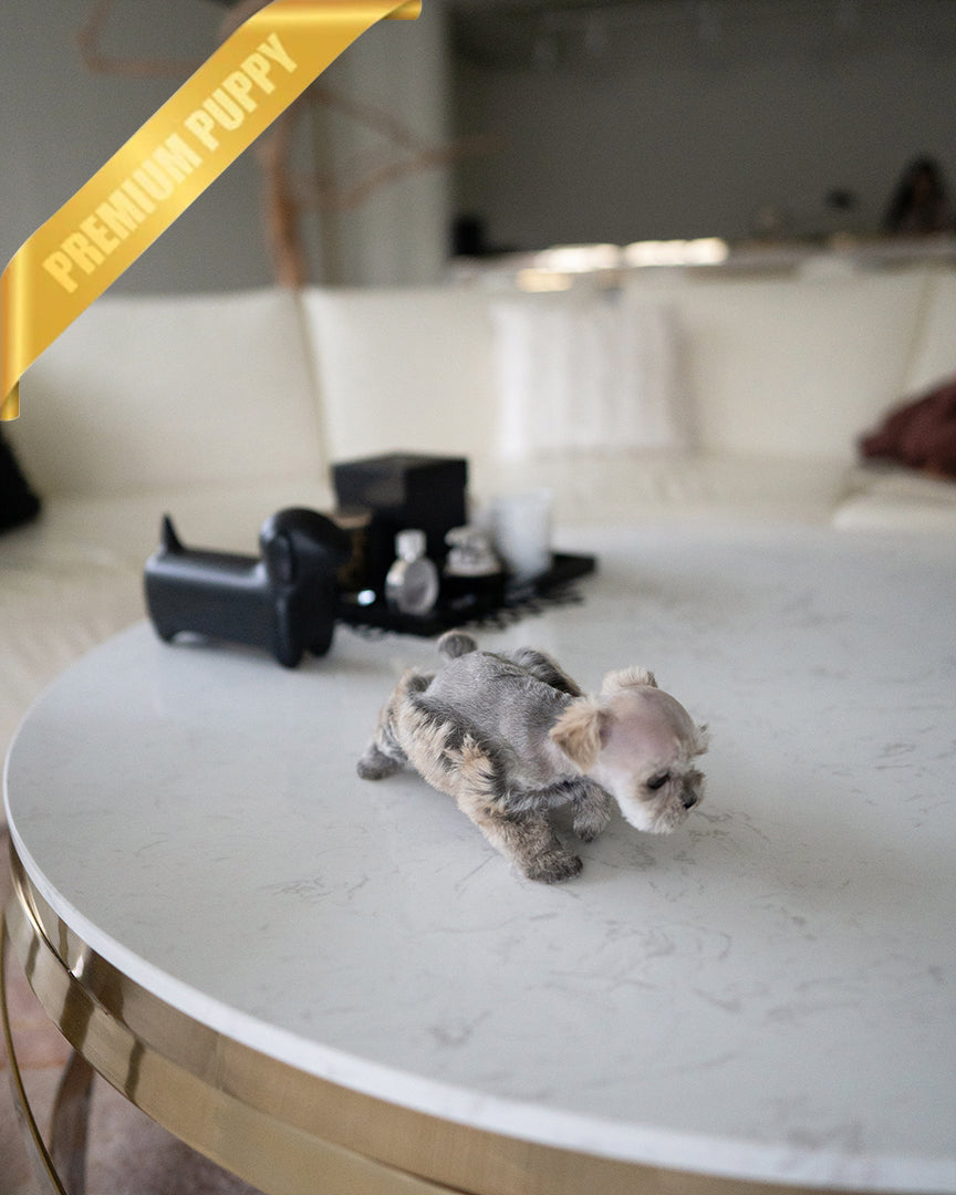 EDDIE - MALE - ROLLY TEACUP PUPPIES - 