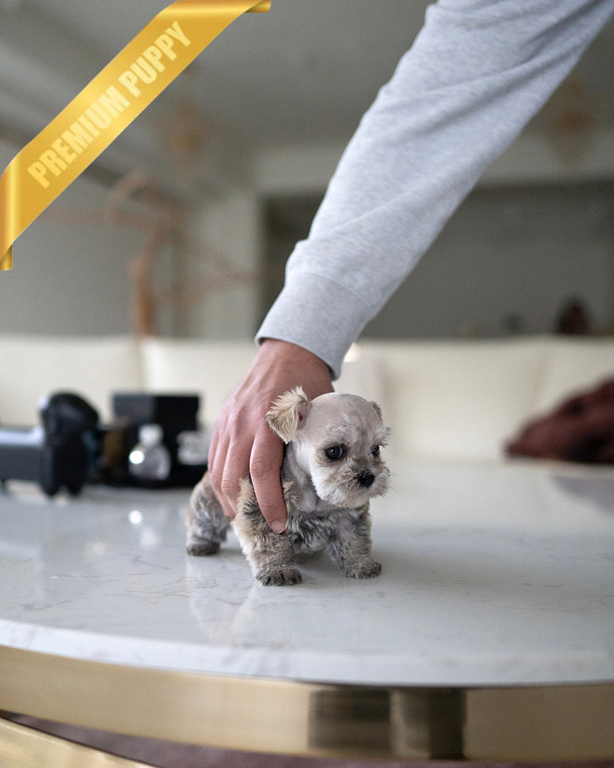 EDDIE - MALE - ROLLY TEACUP PUPPIES - 