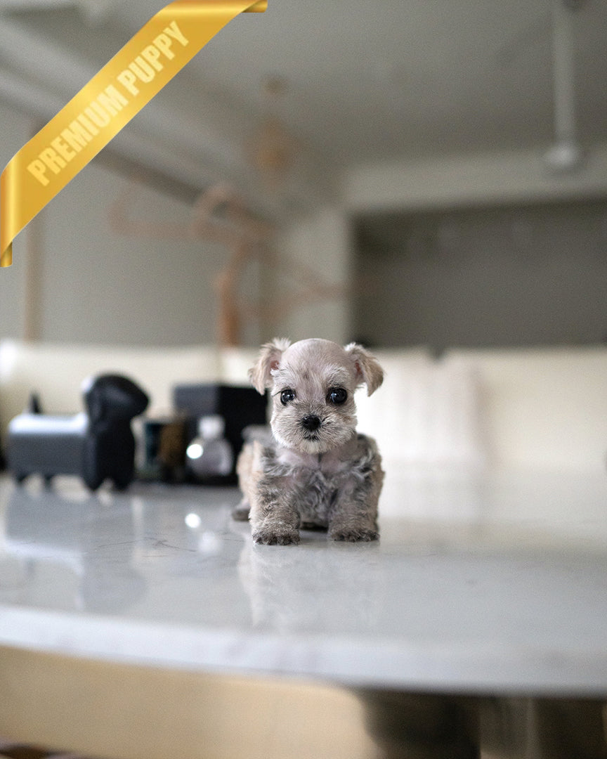 EDDIE - MALE - ROLLY TEACUP PUPPIES - 