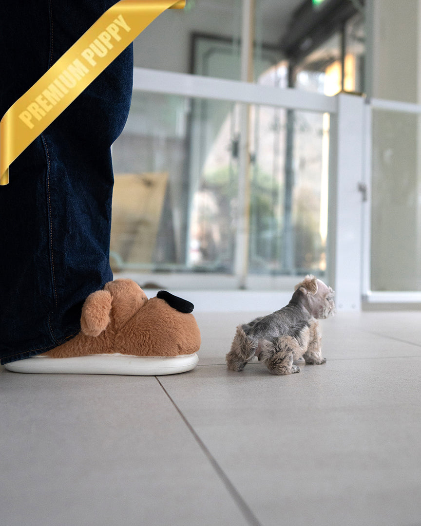 EDDIE - MALE - ROLLY TEACUP PUPPIES - 