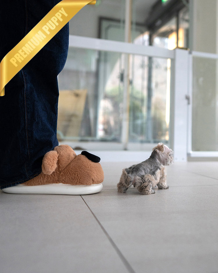 EDDIE - MALE - ROLLY TEACUP PUPPIES - 