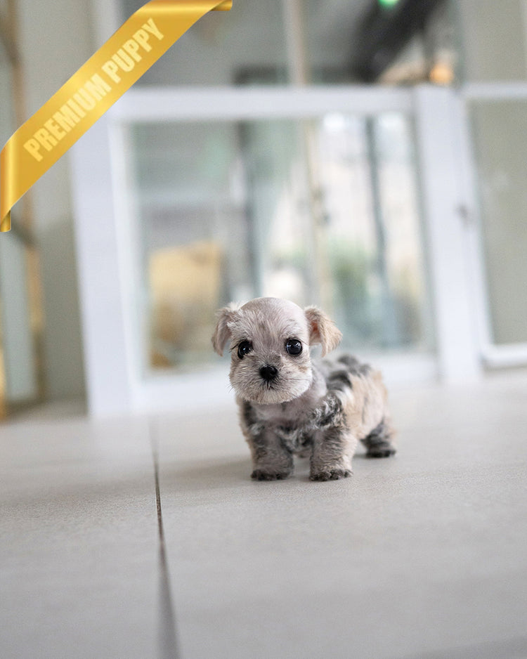 EDDIE - MALE - ROLLY TEACUP PUPPIES - 