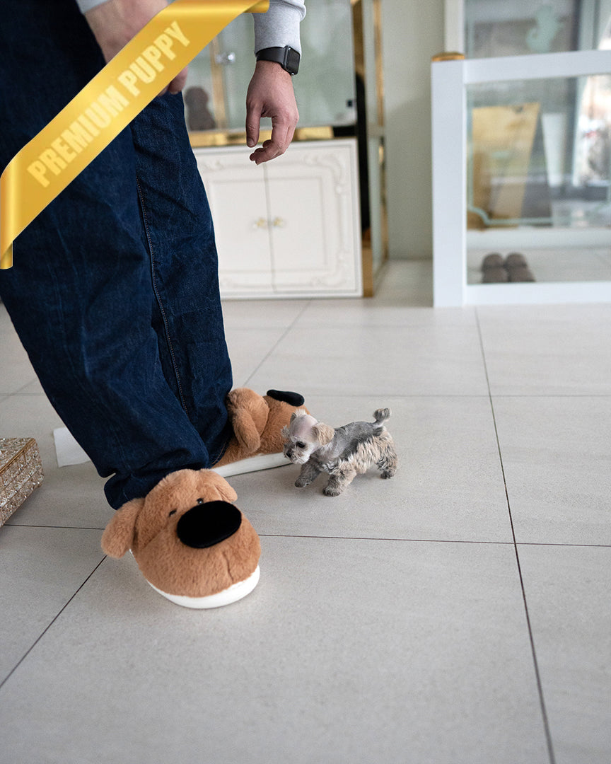 EDDIE - MALE - ROLLY TEACUP PUPPIES - 