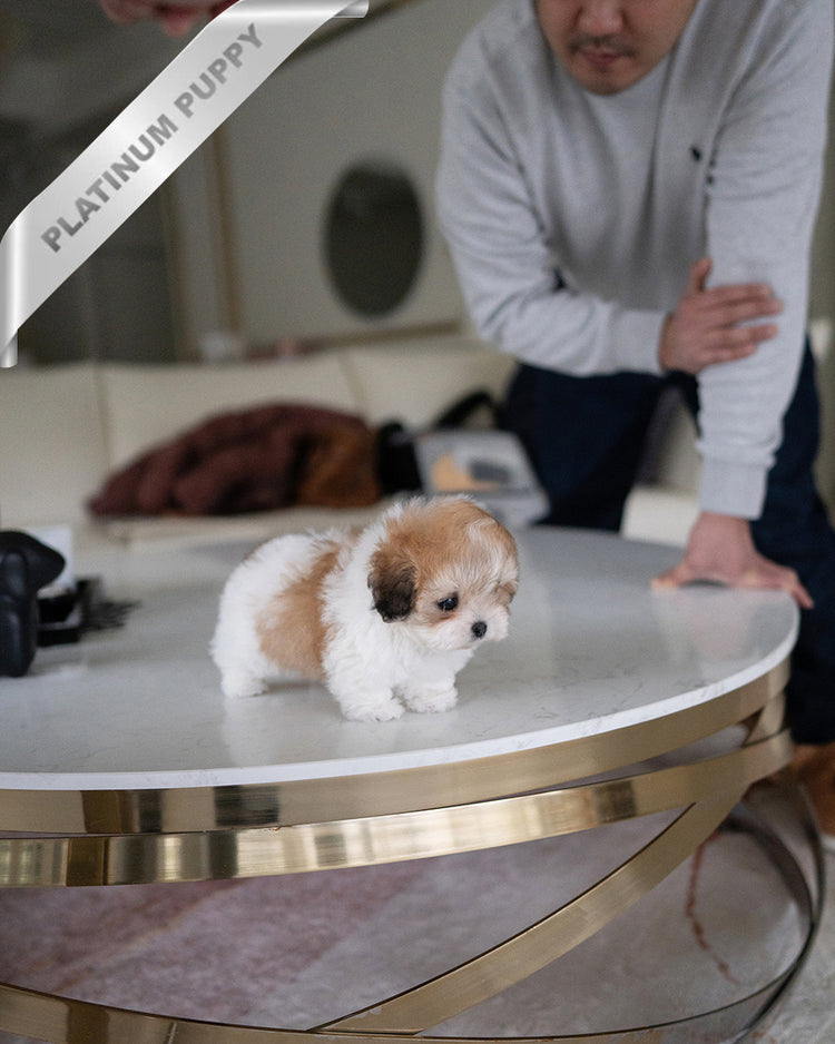 TAFFY - FEMALE (RESERVED by TAIRA) - ROLLY TEACUP PUPPIES - TEACUP PUPPY FOR SALE