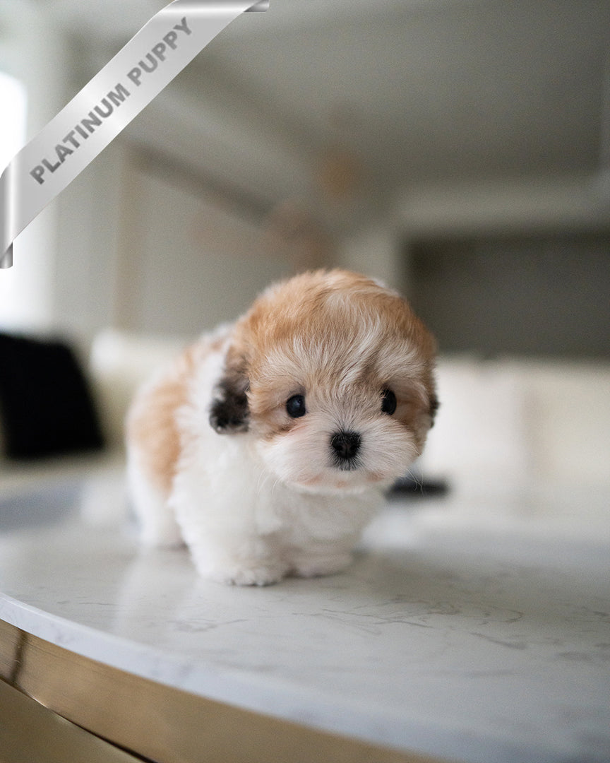 TAFFY - FEMALE (RESERVED by TAIRA) - ROLLY TEACUP PUPPIES - TEACUP PUPPY FOR SALE
