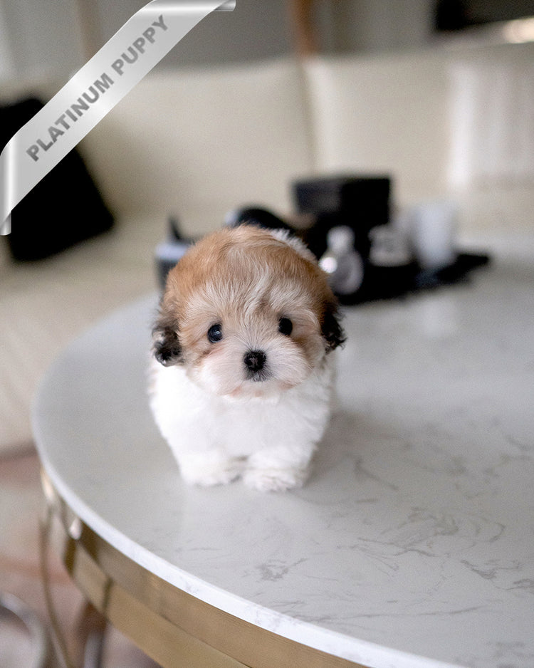 TAFFY - FEMALE (RESERVED by TAIRA) - ROLLY TEACUP PUPPIES - TEACUP PUPPY FOR SALE