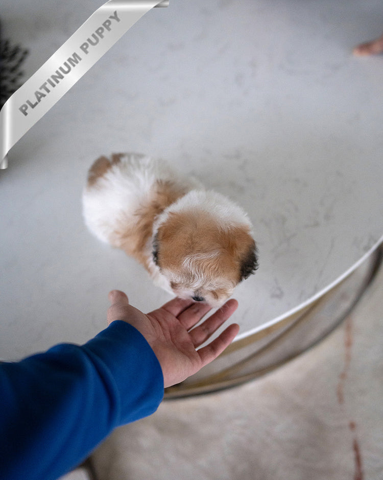 TAFFY - FEMALE (RESERVED by TAIRA) - ROLLY TEACUP PUPPIES - TEACUP PUPPY FOR SALE