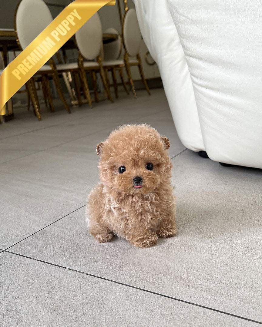 AMBER - FEMALE - ROLLY TEACUP PUPPIES - TEACUP PUPPY FOR SALE