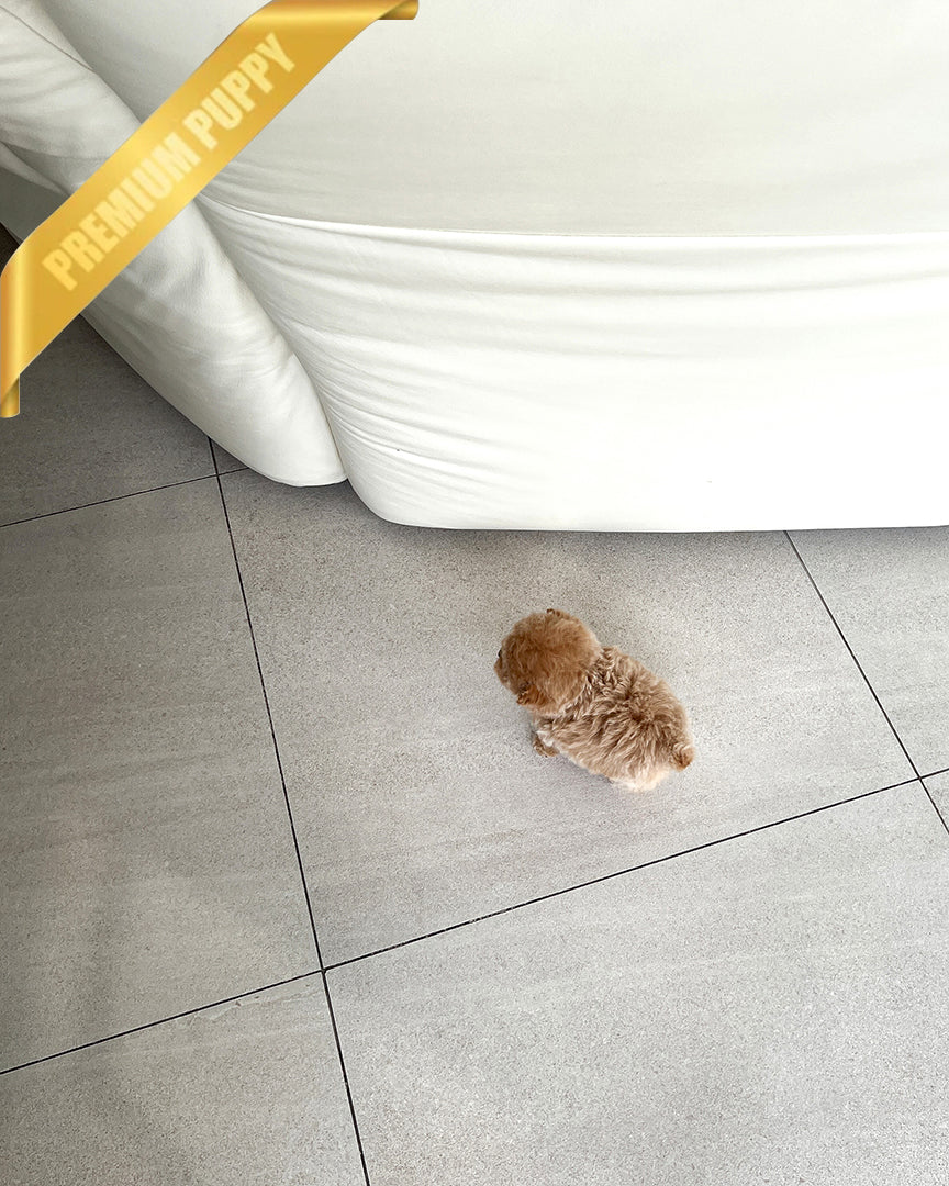 AMBER - FEMALE - ROLLY TEACUP PUPPIES - TEACUP PUPPY FOR SALE