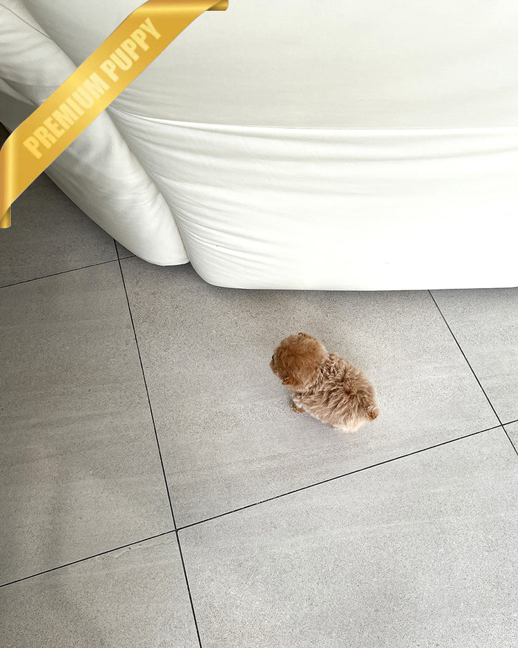 AMBER - FEMALE - ROLLY TEACUP PUPPIES - TEACUP PUPPY FOR SALE