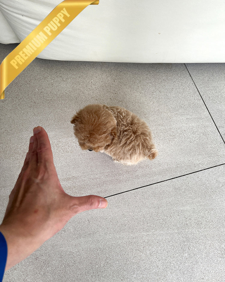 AMBER - FEMALE - ROLLY TEACUP PUPPIES - TEACUP PUPPY FOR SALE