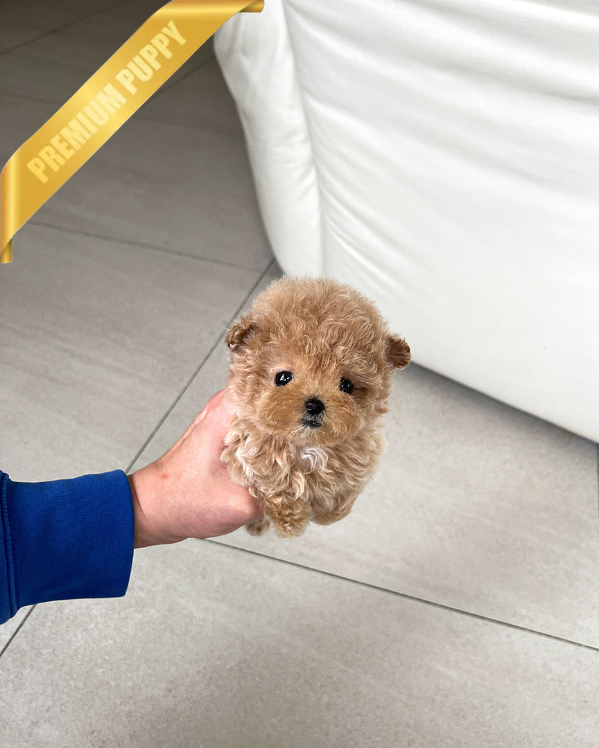 AMBER - FEMALE - ROLLY TEACUP PUPPIES - TEACUP PUPPY FOR SALE