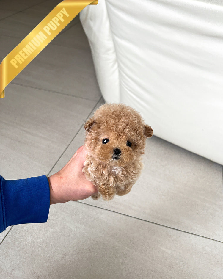 AMBER - FEMALE - ROLLY TEACUP PUPPIES - TEACUP PUPPY FOR SALE