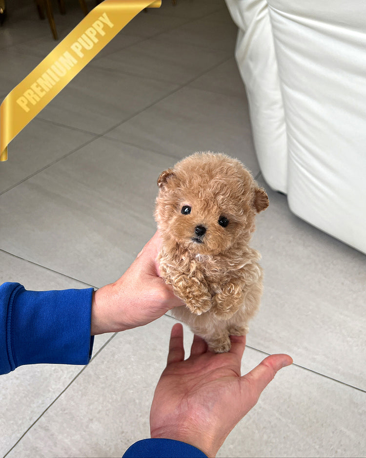 AMBER - FEMALE - ROLLY TEACUP PUPPIES - TEACUP PUPPY FOR SALE