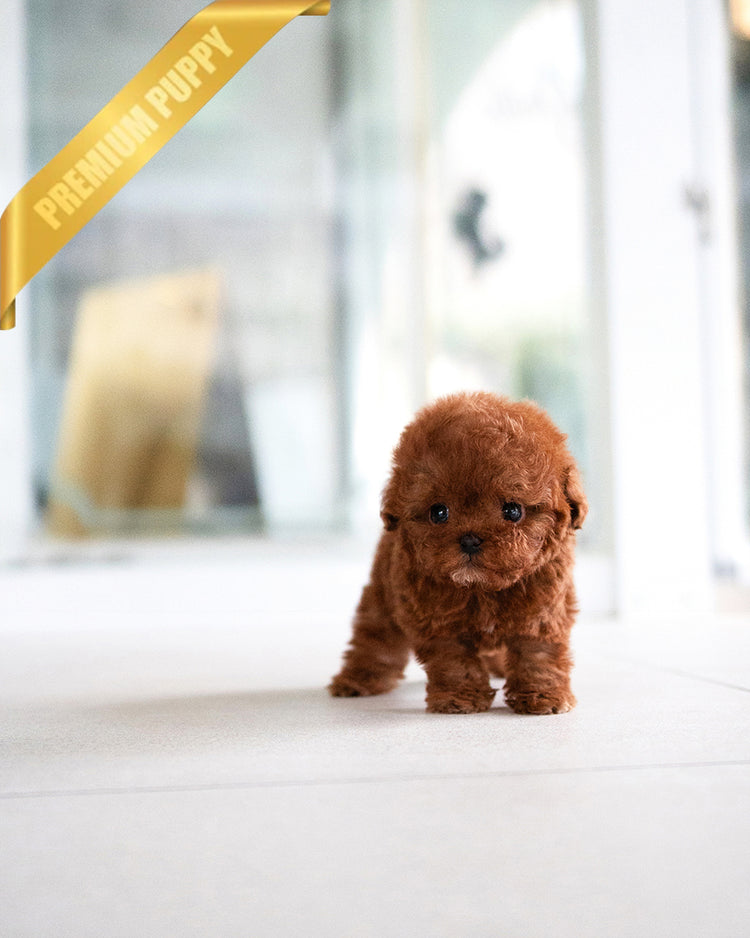 LEO - MALE (RESERVED by YAZMIN) - ROLLY TEACUP PUPPIES - TEACUP PUPPY FOR SALE