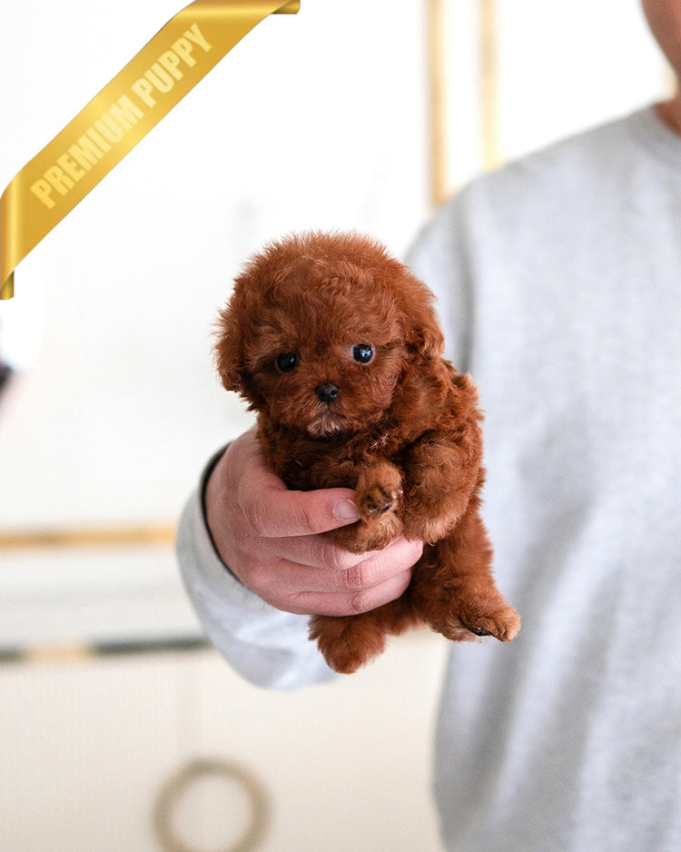 LEO - MALE (RESERVED by YAZMIN) - ROLLY TEACUP PUPPIES - TEACUP PUPPY FOR SALE