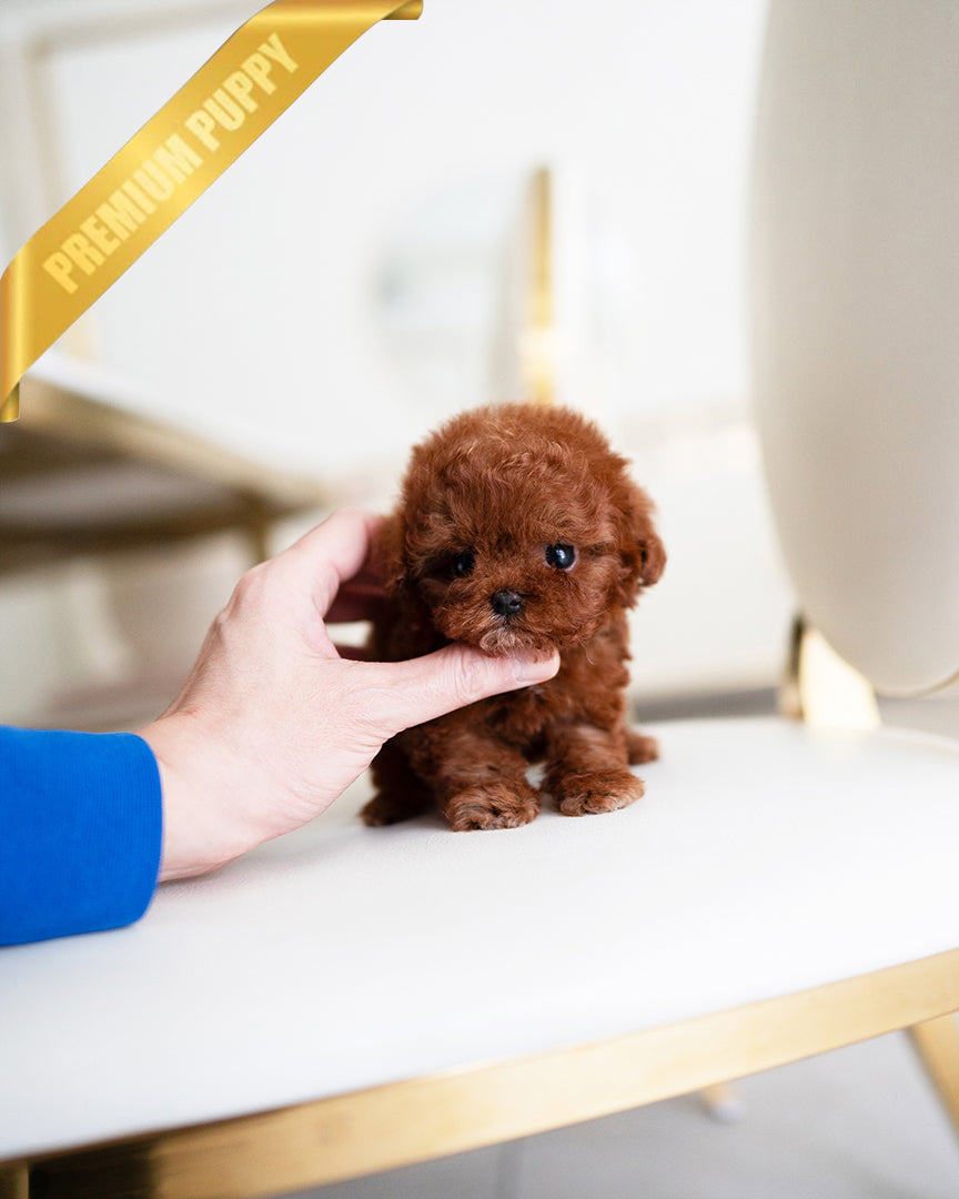 LEO - MALE (RESERVED by YAZMIN) - ROLLY TEACUP PUPPIES - TEACUP PUPPY FOR SALE