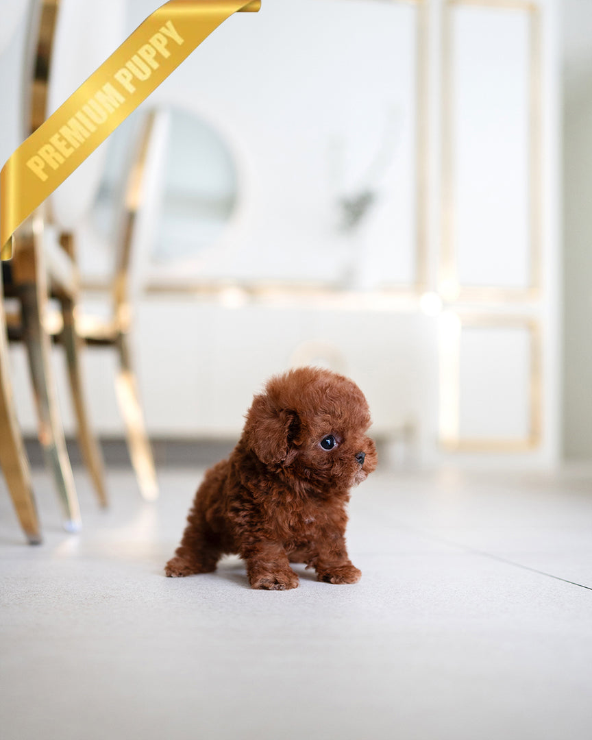 LEO - MALE (RESERVED by YAZMIN) - ROLLY TEACUP PUPPIES - TEACUP PUPPY FOR SALE