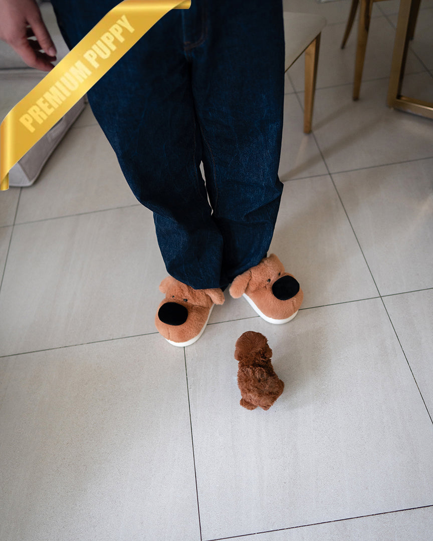 LEO - MALE (RESERVED by YAZMIN) - ROLLY TEACUP PUPPIES - TEACUP PUPPY FOR SALE