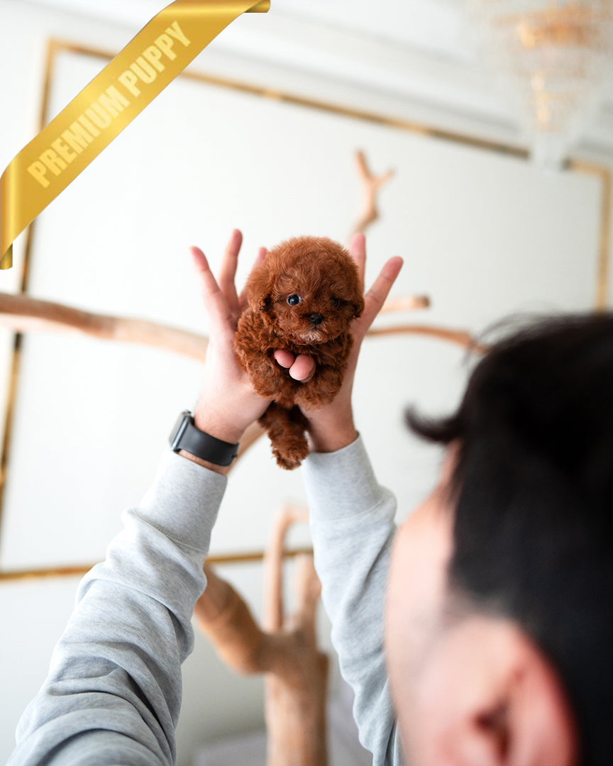 LEO - MALE (RESERVED by YAZMIN) - ROLLY TEACUP PUPPIES - TEACUP PUPPY FOR SALE