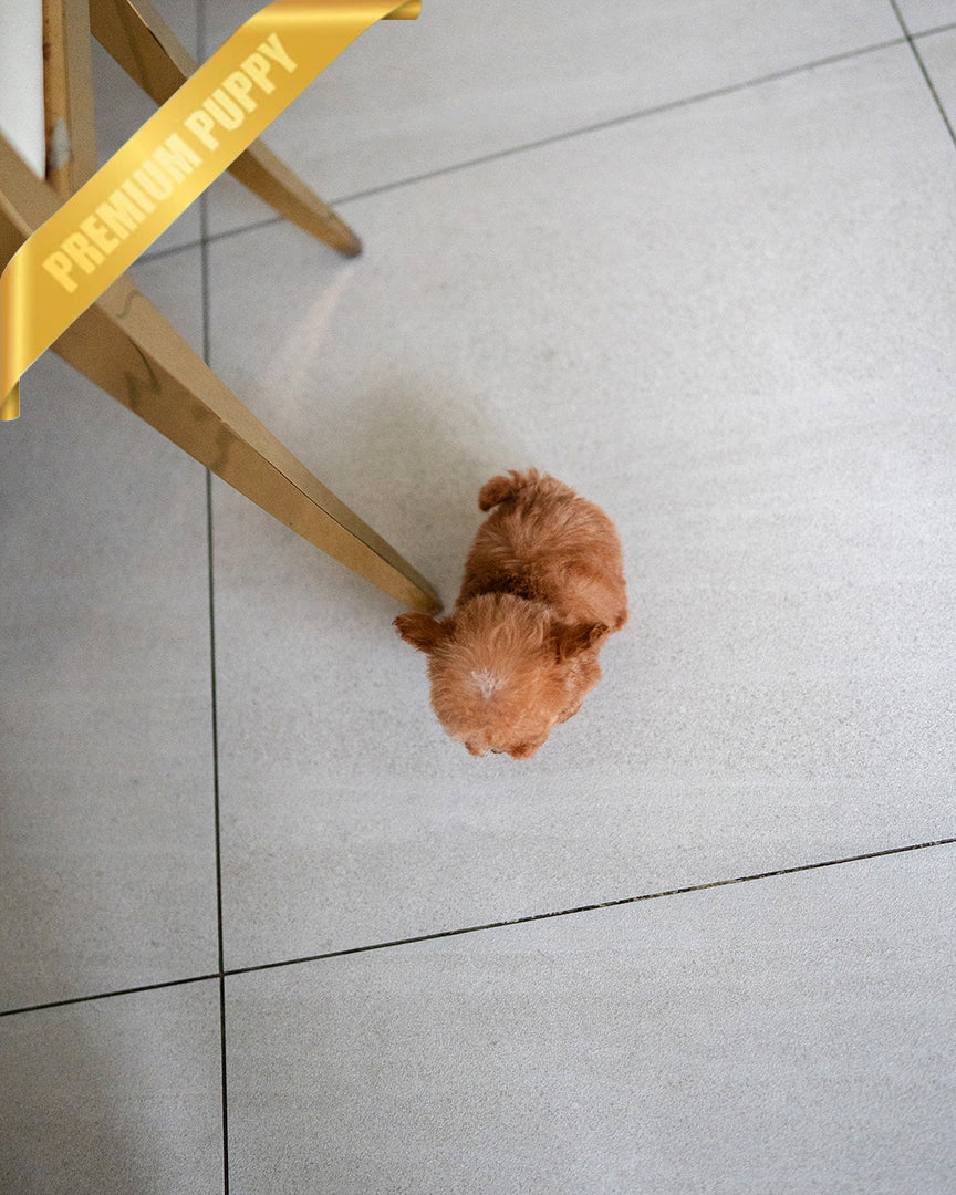 SIENNA - FEMALE - ROLLY TEACUP PUPPIES - TEACUP PUPPY FOR SALE