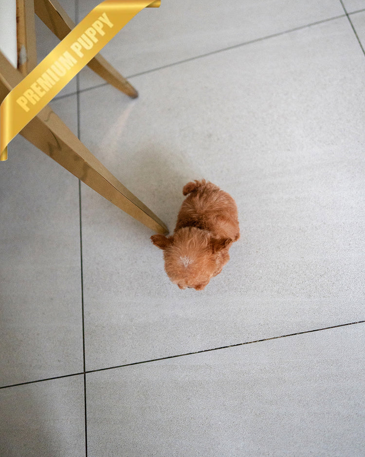 SIENNA - FEMALE - ROLLY TEACUP PUPPIES - TEACUP PUPPY FOR SALE