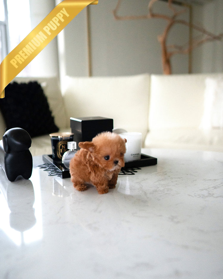 SIENNA - FEMALE - ROLLY TEACUP PUPPIES - TEACUP PUPPY FOR SALE