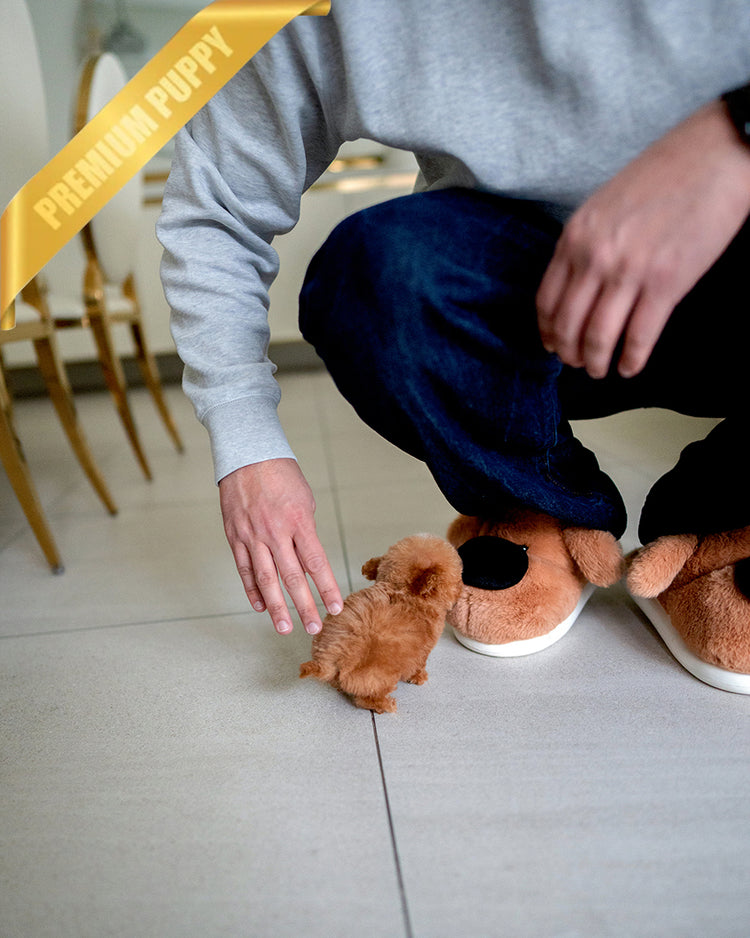 SIENNA - FEMALE - ROLLY TEACUP PUPPIES - TEACUP PUPPY FOR SALE