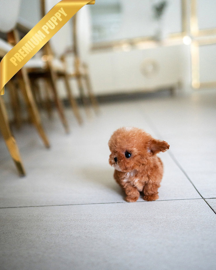 SIENNA - FEMALE - ROLLY TEACUP PUPPIES - TEACUP PUPPY FOR SALE