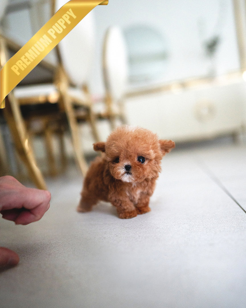 SIENNA - FEMALE - ROLLY TEACUP PUPPIES - TEACUP PUPPY FOR SALE