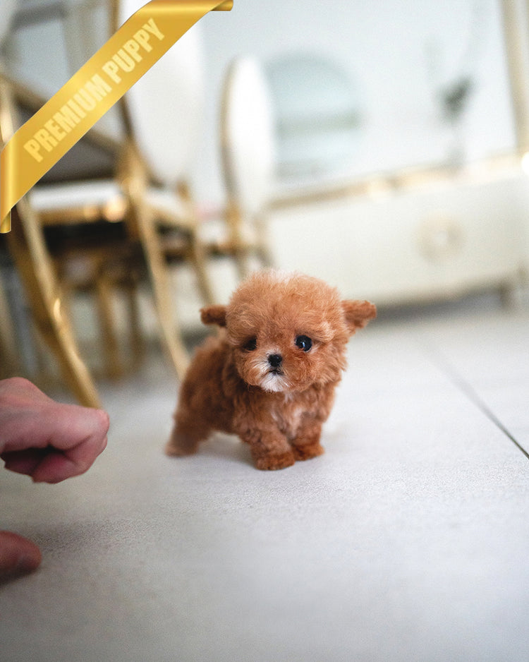 SIENNA - FEMALE - ROLLY TEACUP PUPPIES - TEACUP PUPPY FOR SALE