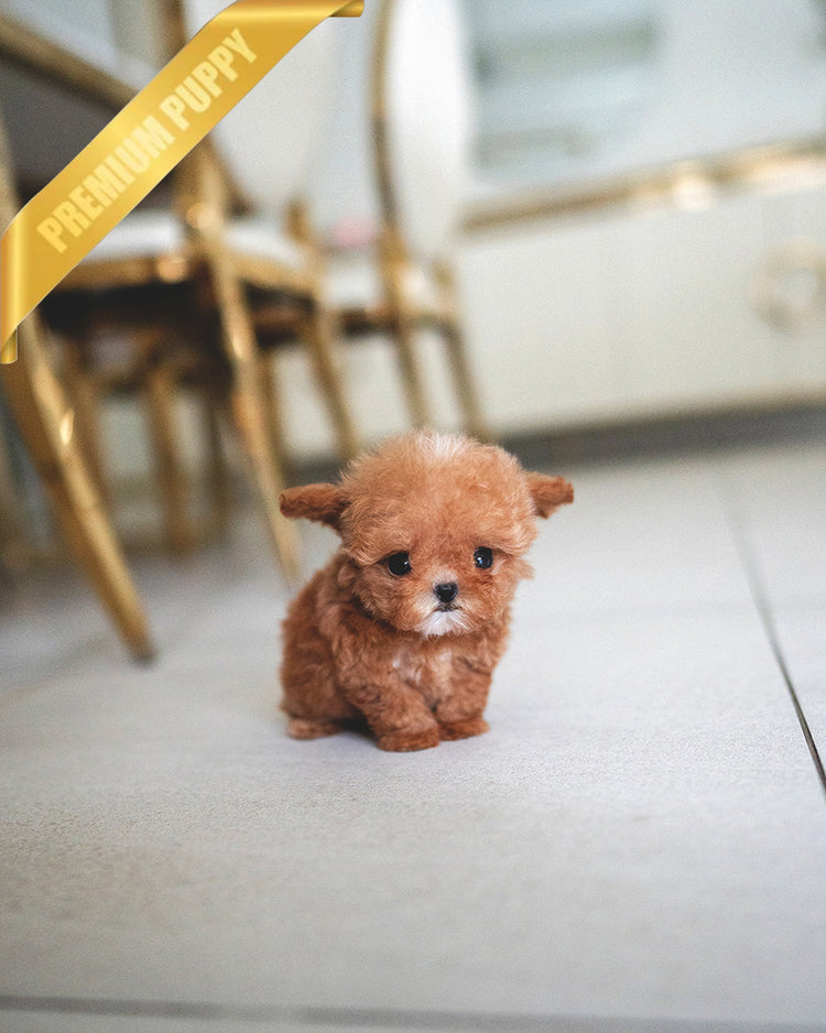 SIENNA - FEMALE - ROLLY TEACUP PUPPIES - TEACUP PUPPY FOR SALE